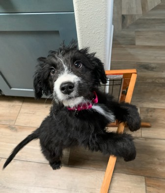 jojo adopt